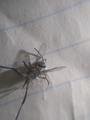 Evania appendigaster