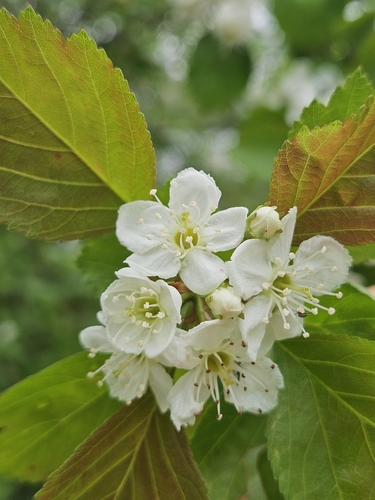 Margaret's Hawthorn (Crataegus margaretta)