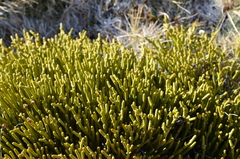 Veronica poppelwellii