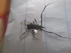 Evania appendigaster