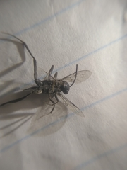 Evania appendigaster