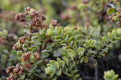 Veronica buchananii