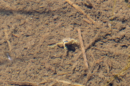iNaturalist observation photo of Pacific chorus frog
