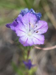 Phacelia linearis