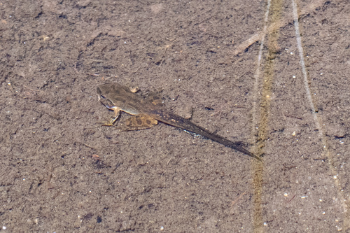 iNaturalist observation photo of Pacific chorus frog