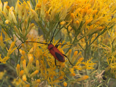 Crossidius coralinus