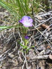 Phacelia linearis