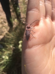Tetraopes annulatus