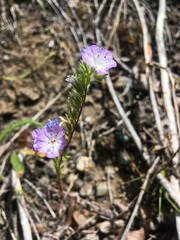 Phacelia linearis