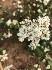 Fagopyrum esculentum
