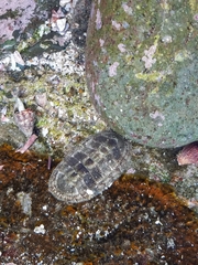 Chiton stokesii