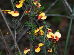 Dillwynia ramosissima