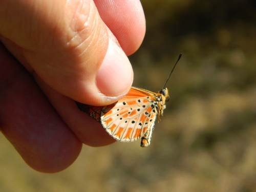 Acraea zitja