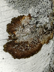 Melanohalea olivacea