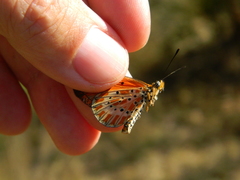 Acraea zitja