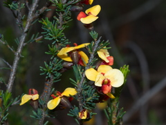 Dillwynia ramosissima