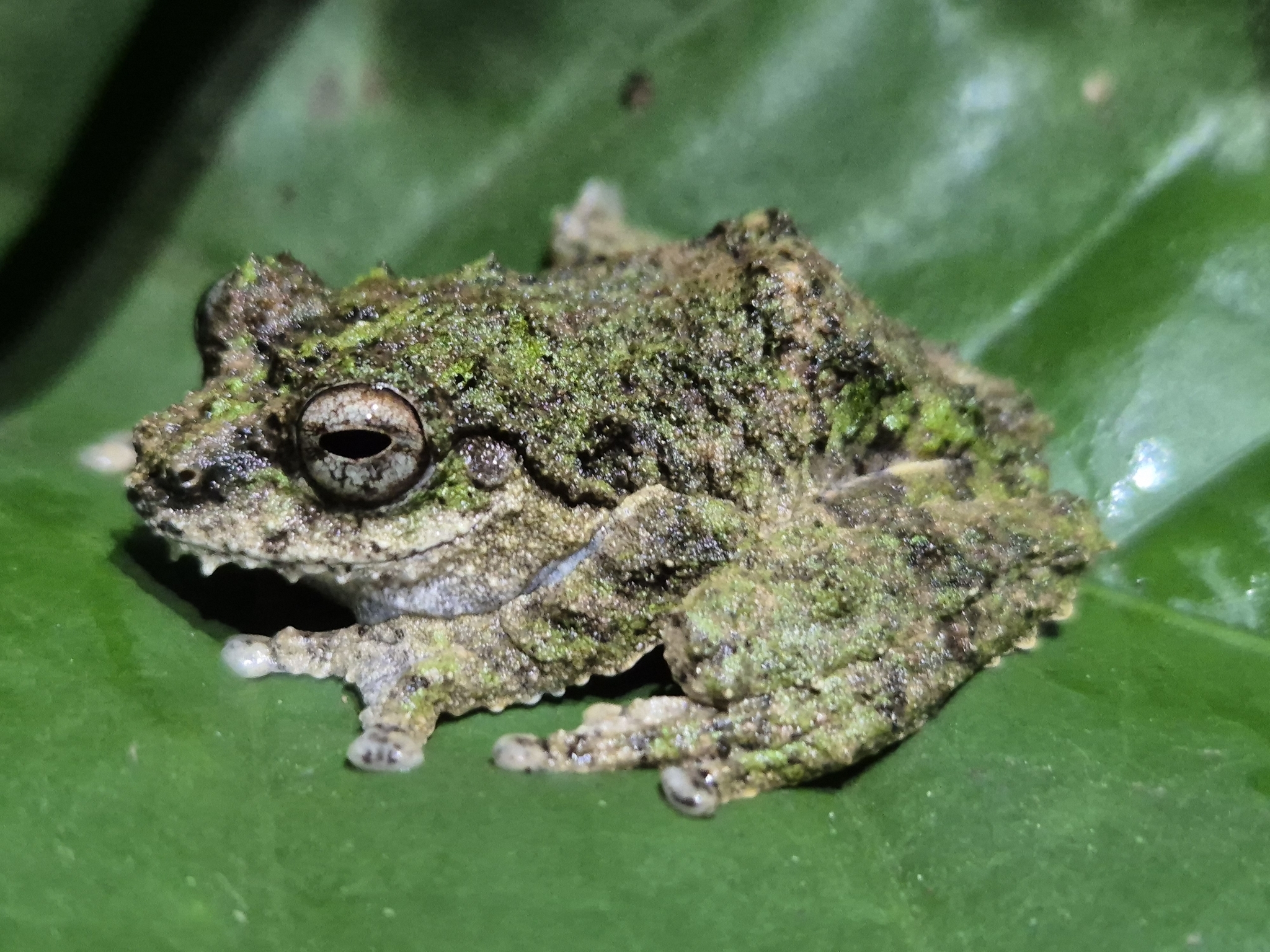 Water Droplet Call Canopy Frog