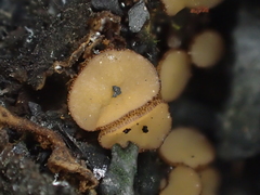 Anthracobia macrocystis