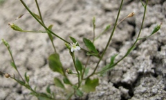 Lobelia sartorii