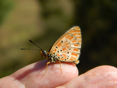 Acraea zitja