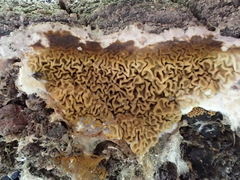 Serpulaceae