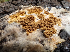 Serpulaceae