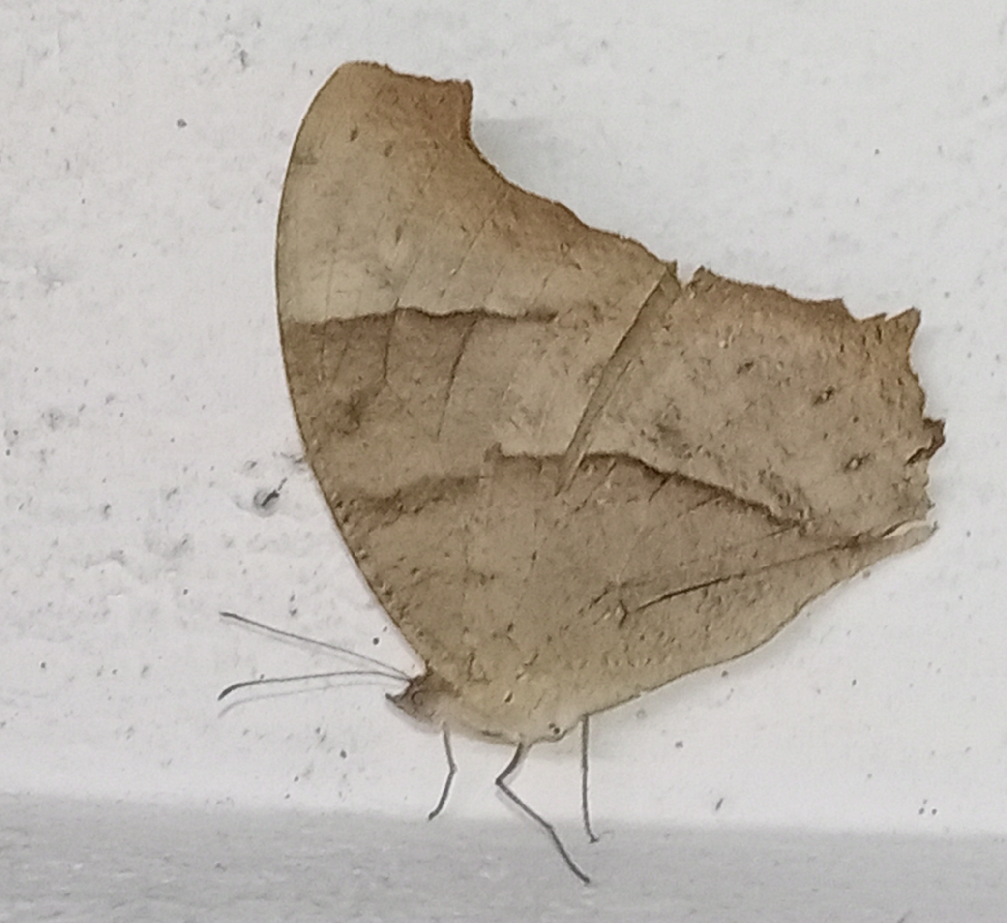 Common Evening Brown