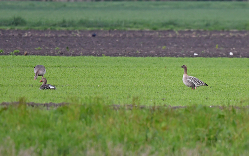Ánsar piquicorto (Anser brachyrhynchus)