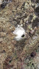 Megabalanus peninsularis