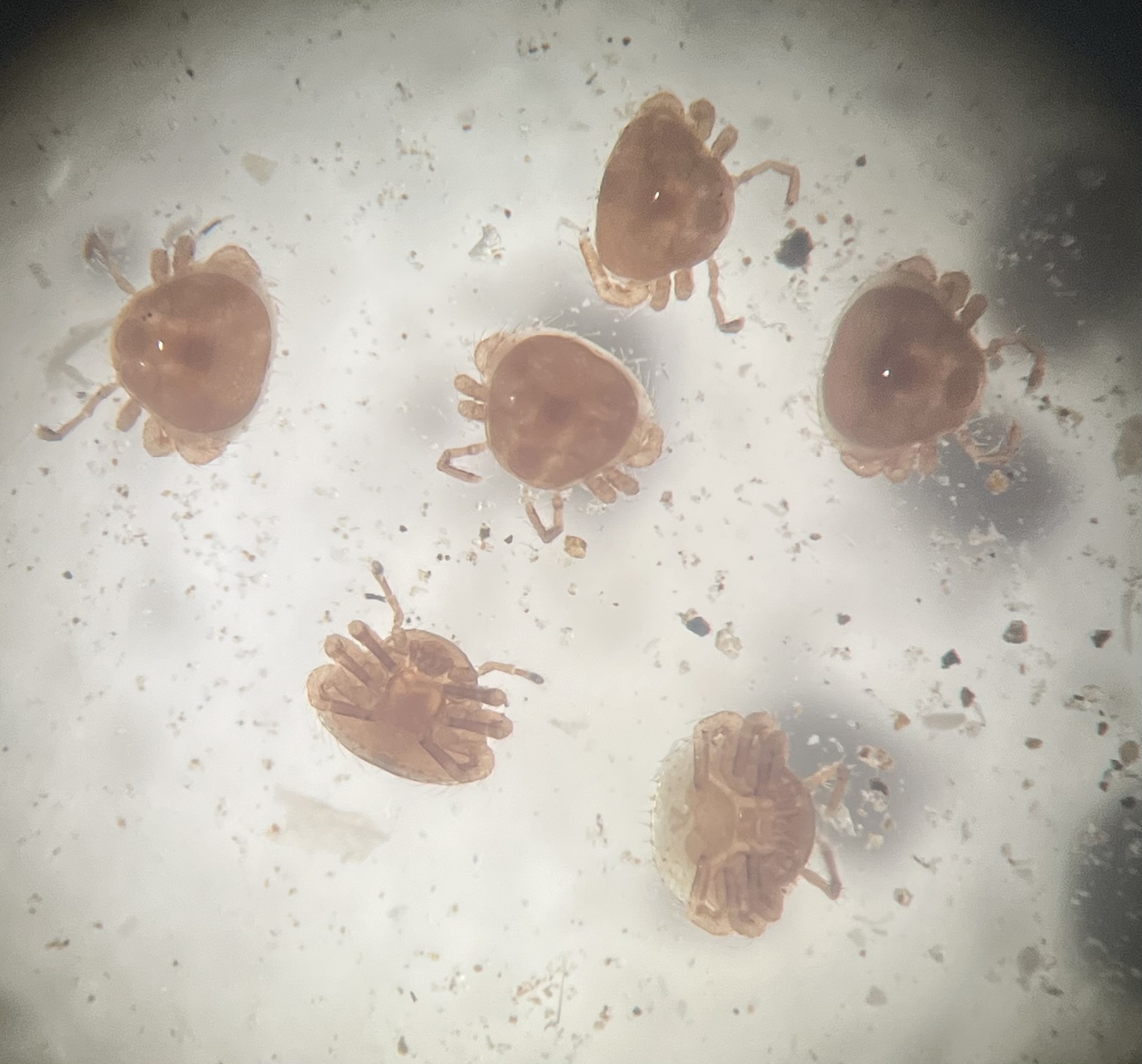 Micromegistus bakeri