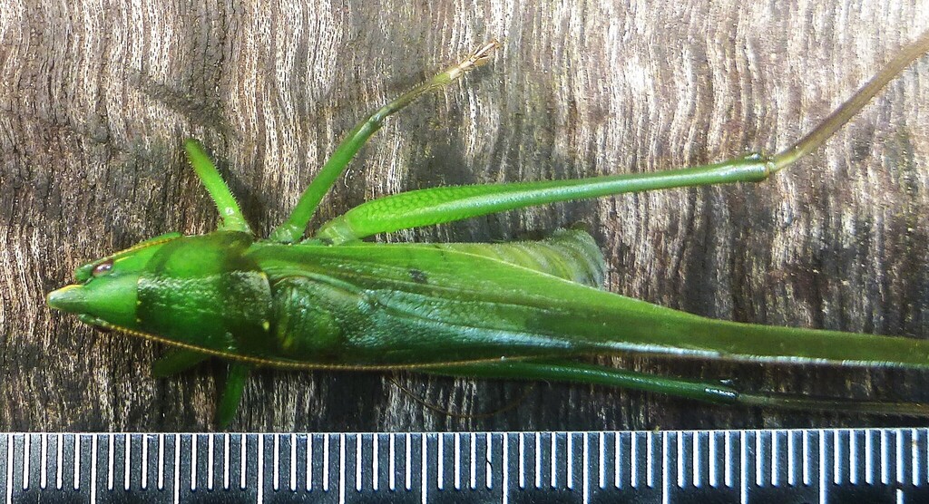 Neoconocephalus tumidus