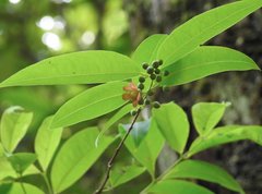 Cratoxylum cochinchinense