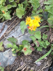Hypericum anagalloides