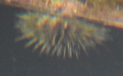 Strongylocentrotus droebachiensis image