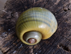 Pomacea paludosa