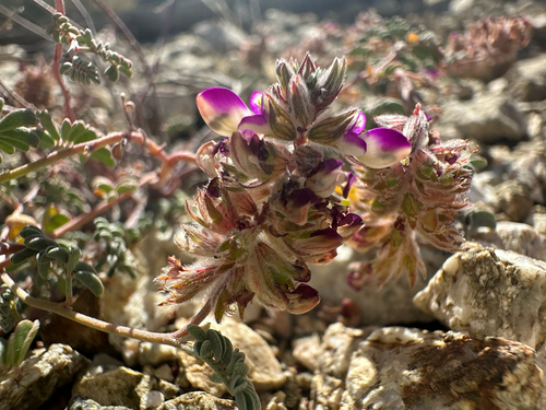 california marina (Marina orcuttii)