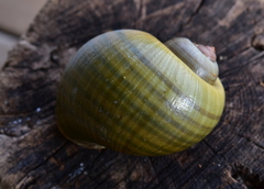 Pomacea paludosa