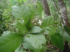 Capparidastrum frondosum