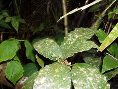 Capparidastrum frondosum