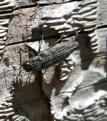 Buprestis lyrata