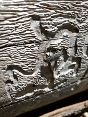 Buprestis lyrata