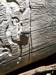 Buprestis lyrata