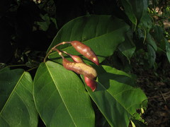Capparidastrum frondosum