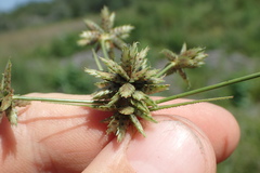 Cyperus elegans