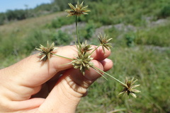 Cyperus elegans