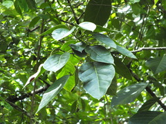 Capparidastrum quiriguense