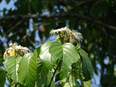 Capparidastrum quiriguense