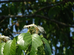 Capparidastrum quiriguense