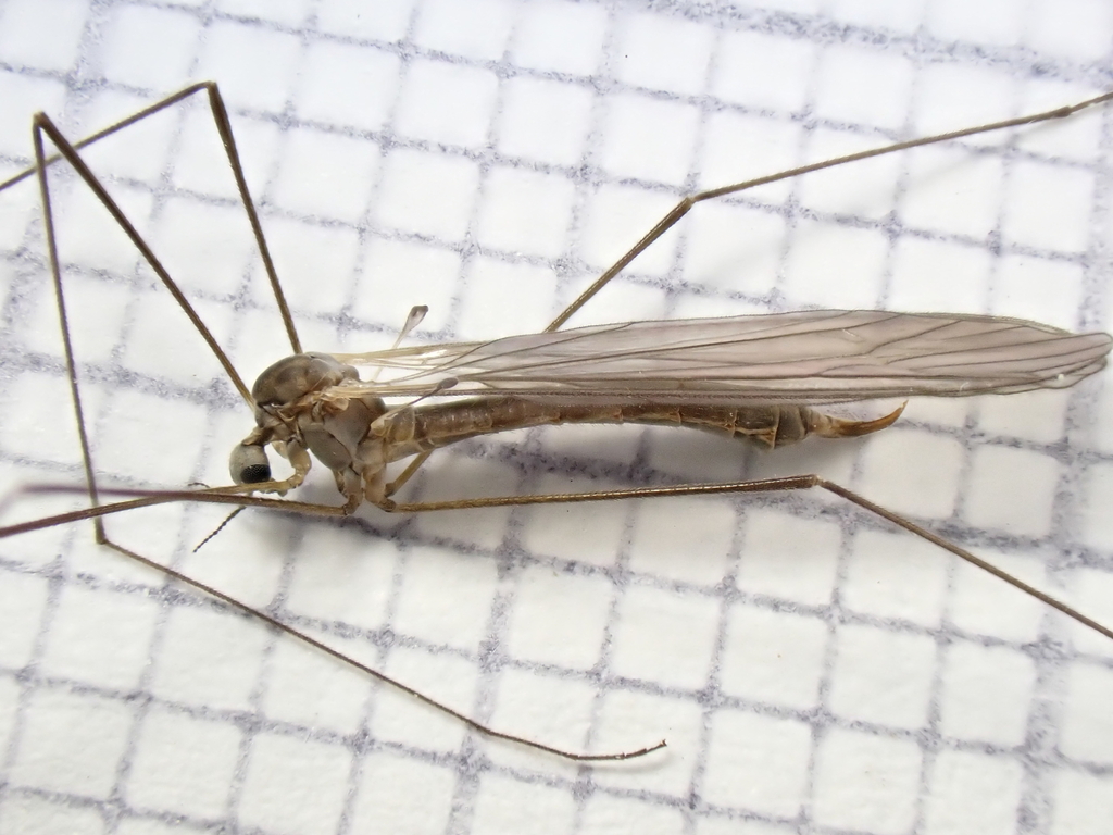 Dicranota pavida