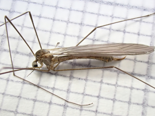 Dicranota pavida